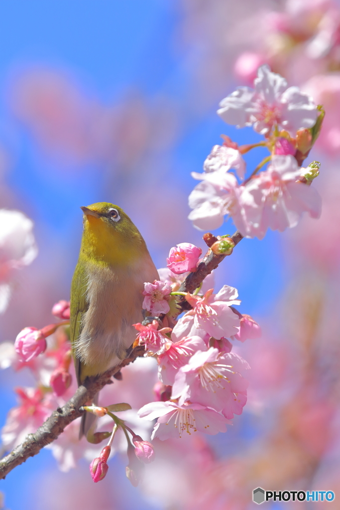 早春の風物詩