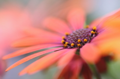 占いの花弁に思いをはせて