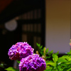 古民家と紫陽花