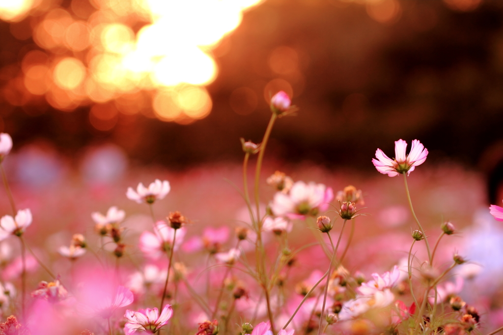 pink　tone