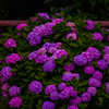 水無月の花
