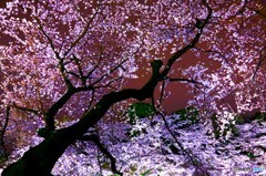 桜のプラネタリウム