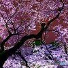 桜のプラネタリウム