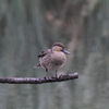 泉の森の野鳥たち　コガモ（雌）