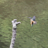 カワセミ3