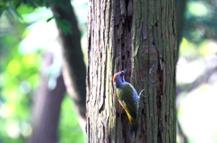 追分の森の野鳥　　アオゲラ　2