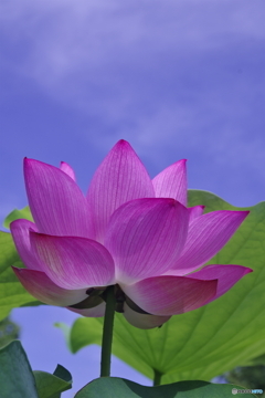 夏空へ