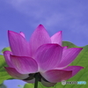 夏空へ