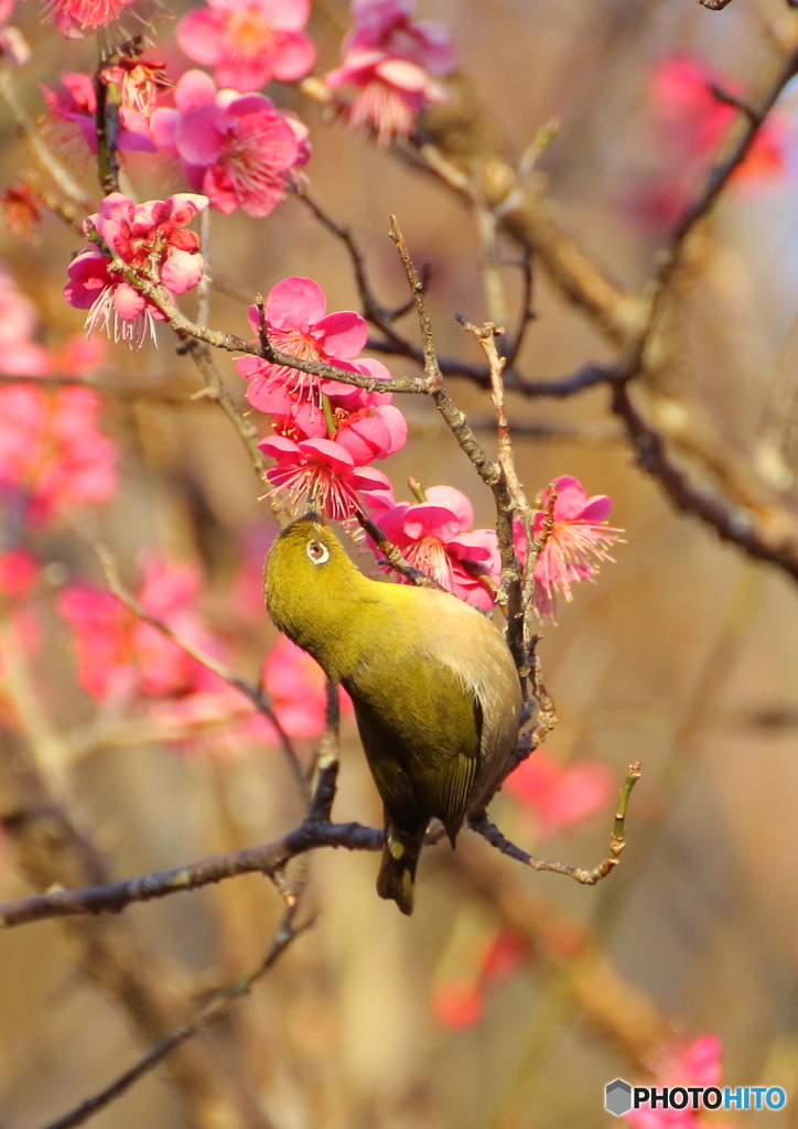 春を感じて