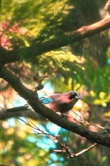 追分の森の野鳥　カケス