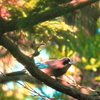 追分の森の野鳥　カケス