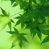 新緑から・・・そして