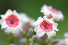 花弁のレストランより