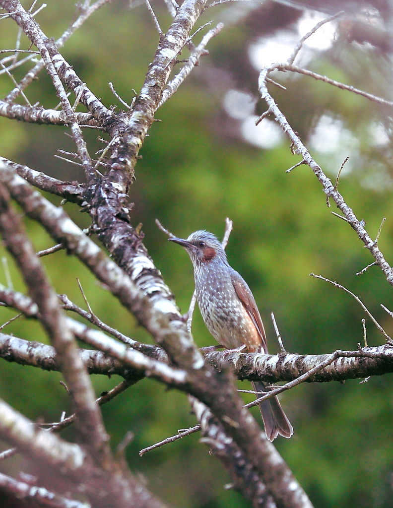 追分の森の野鳥　ヒヨドリ