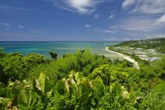 知念岬の夏
