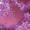 見上げてごらん♪