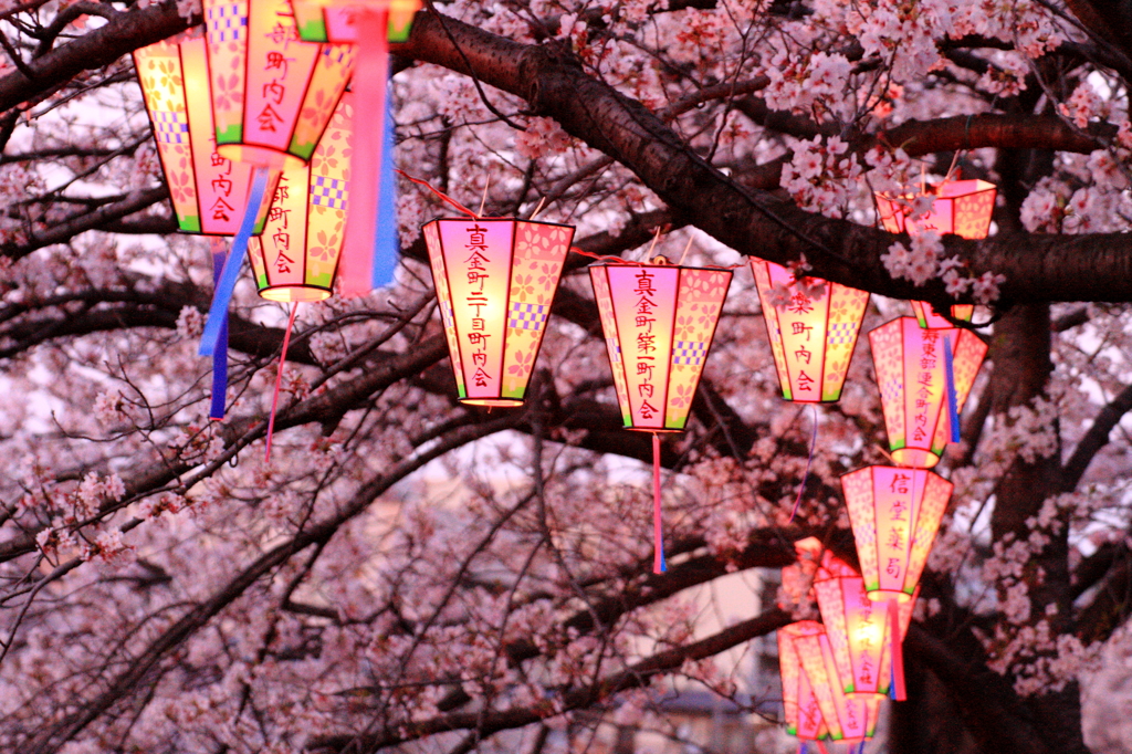 桜祭りの風物詩