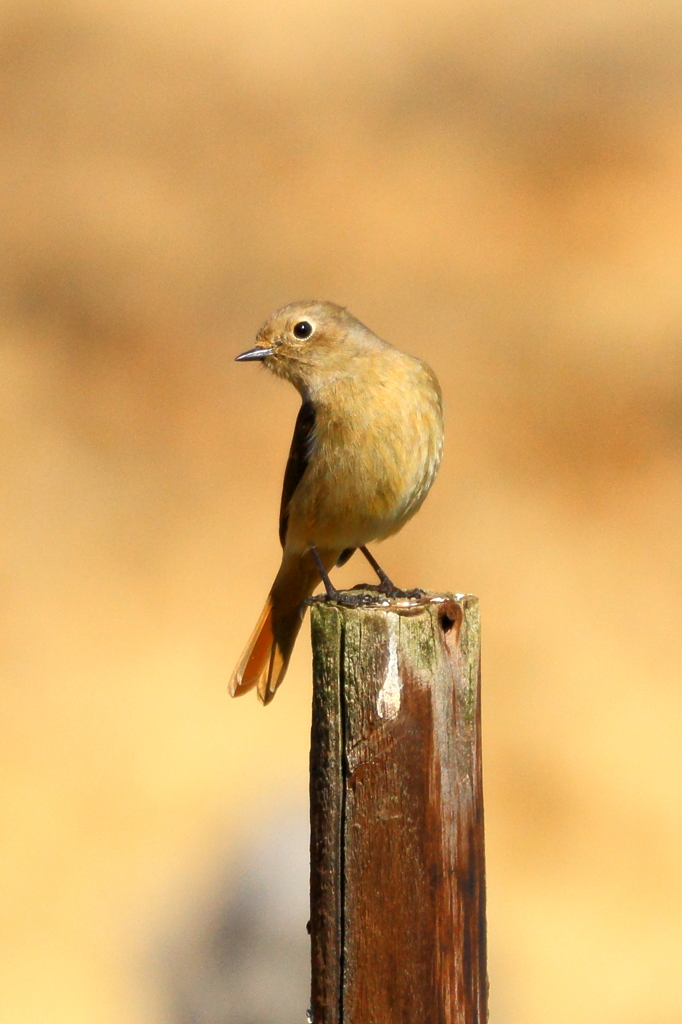 追分の森の野鳥　　ジョウビタキ（雌）