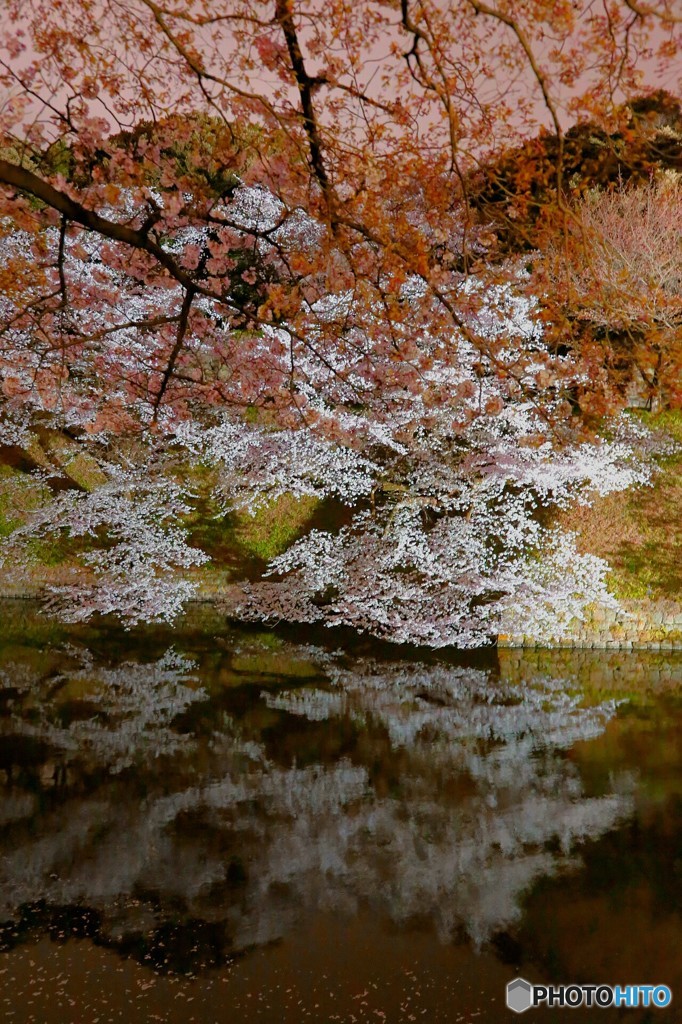 千鳥ヶ淵の桜絵巻