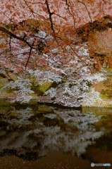 千鳥ヶ淵の桜絵巻