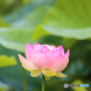 花の冠