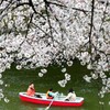 桜咲くお堀の皇居にて