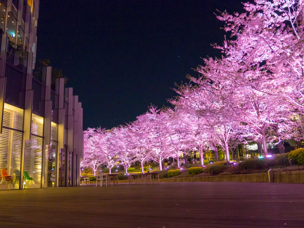 ミッドタウンの桜並木9