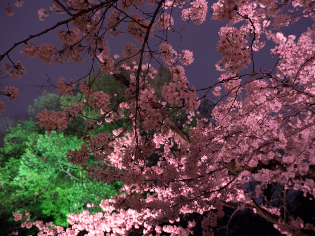 六義園 2014 春11
