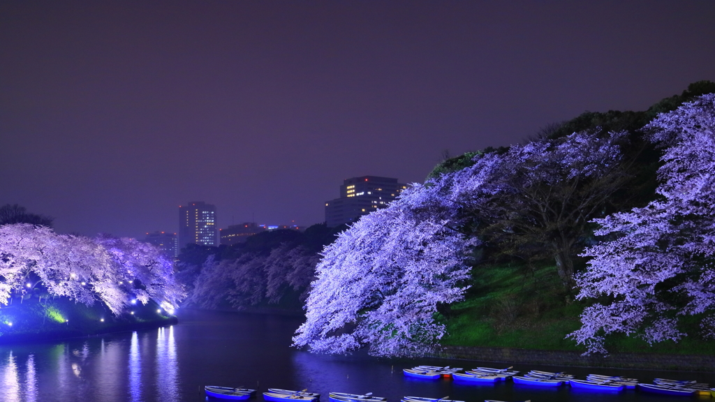 千鳥ヶ淵2015 (8)