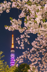 東京タワーと桜4