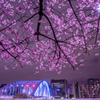 永代橋と大寒桜