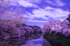 千鳥ヶ淵の桜8