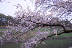 千鳥ヶ淵の桜1