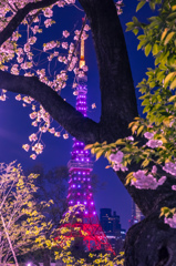 東京タワーと桜2