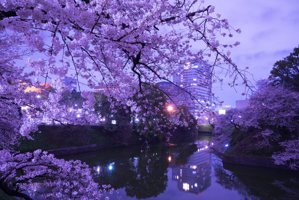 千鳥ヶ淵の桜5