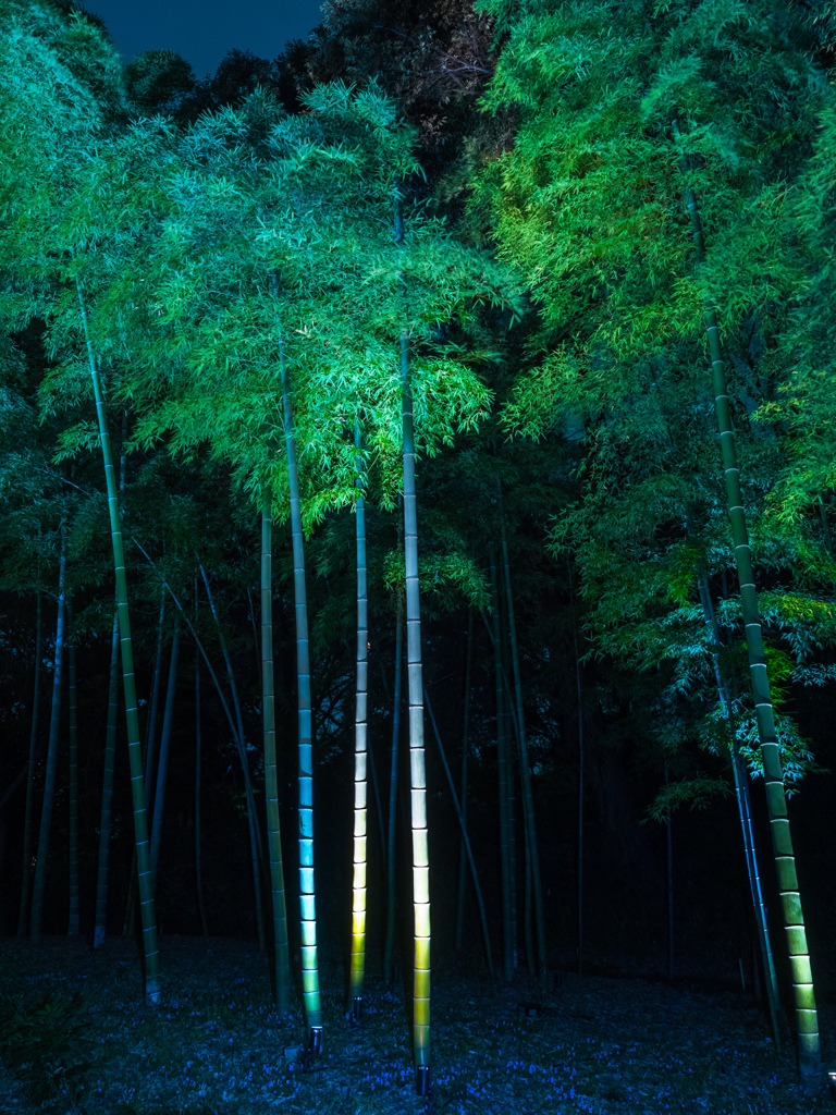 六義園 2014 春13