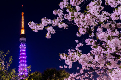 東京タワーと桜3