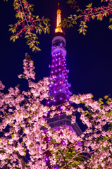 東京タワーと桜6