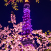 東京タワーと桜6