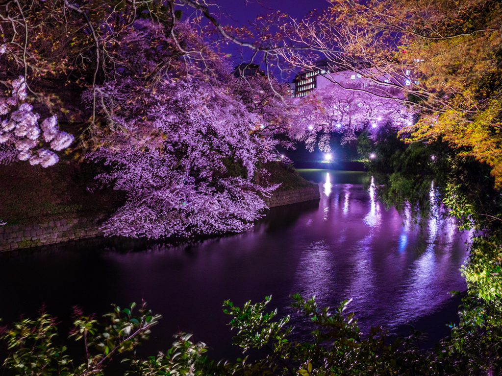 千鳥ヶ淵の桜15