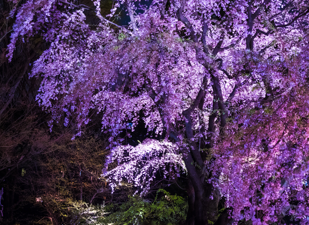 六義園 2014 春7