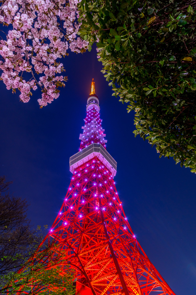 東京タワーと桜5