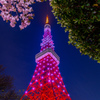 東京タワーと桜5