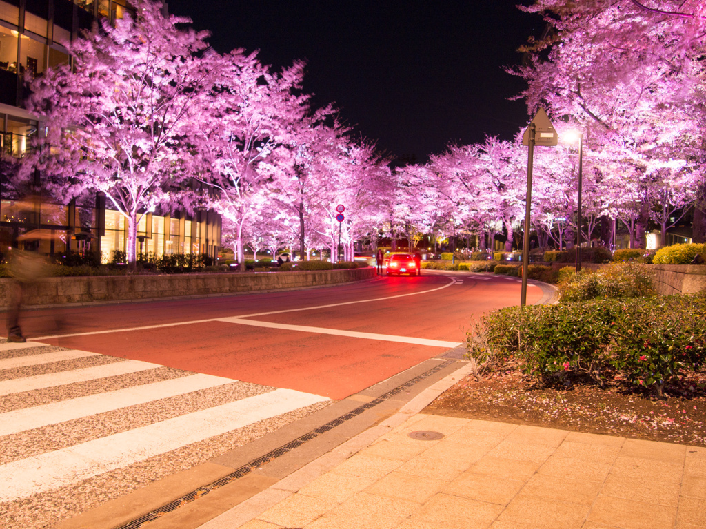 ミッドタウンの桜並木4