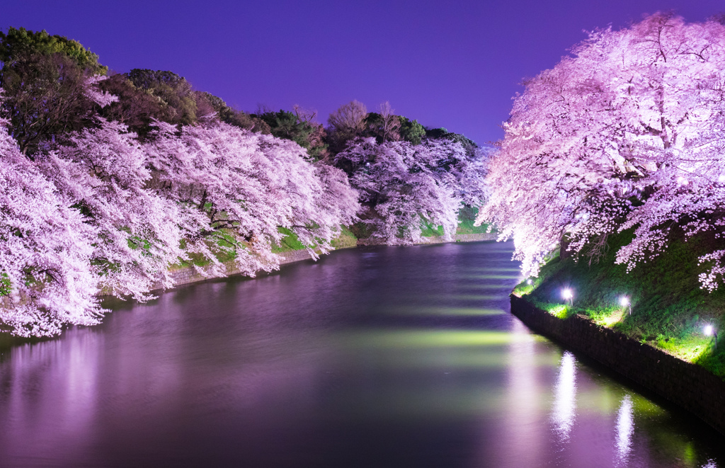 千鳥ヶ淵の桜9