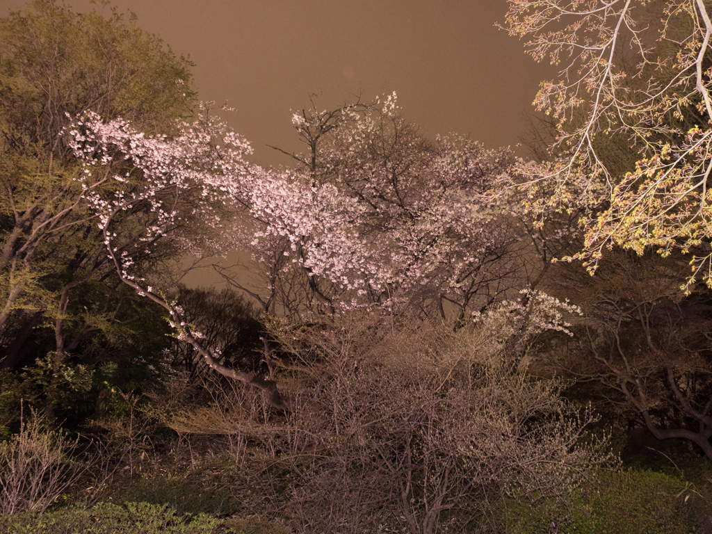 六義園 2014 春12