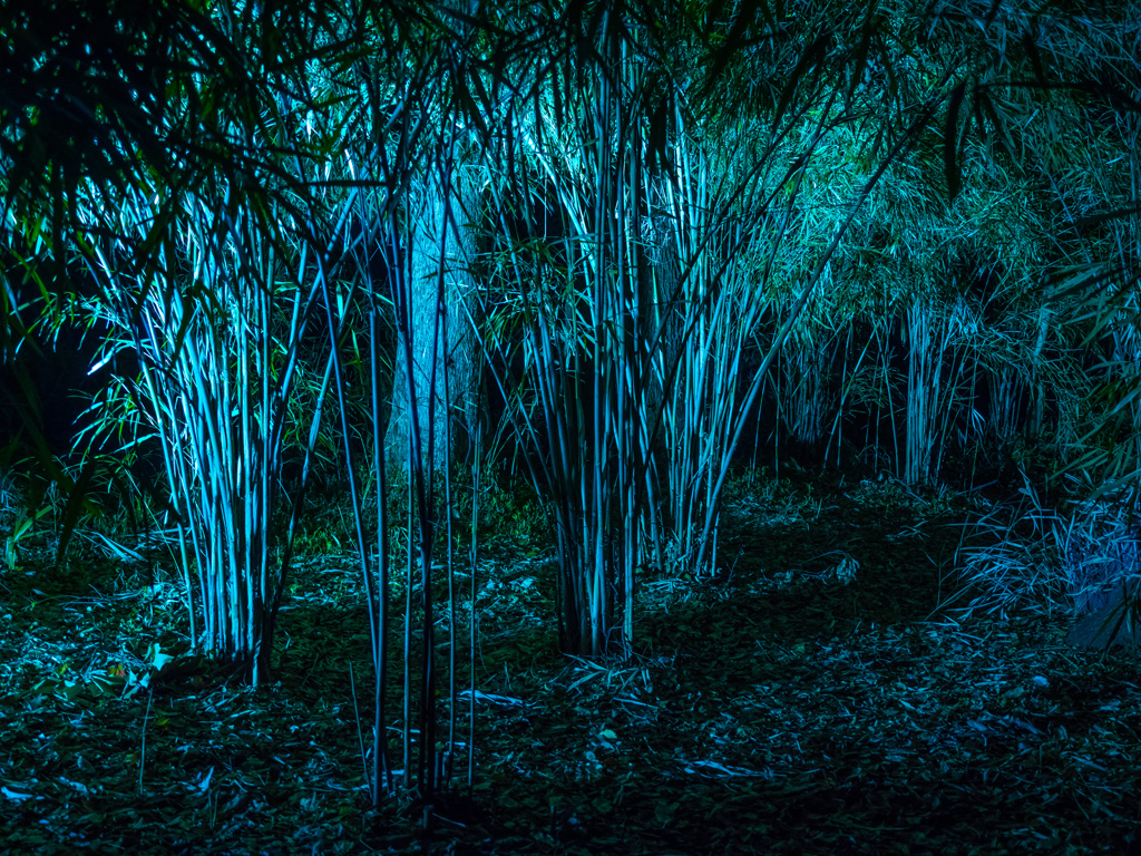 六義園 2014 春3