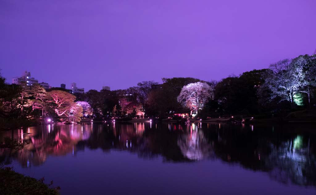 六義園 2014 春9