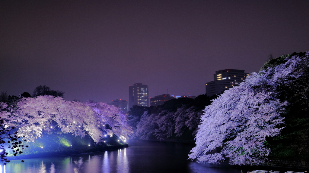 千鳥ヶ淵2015 (7)