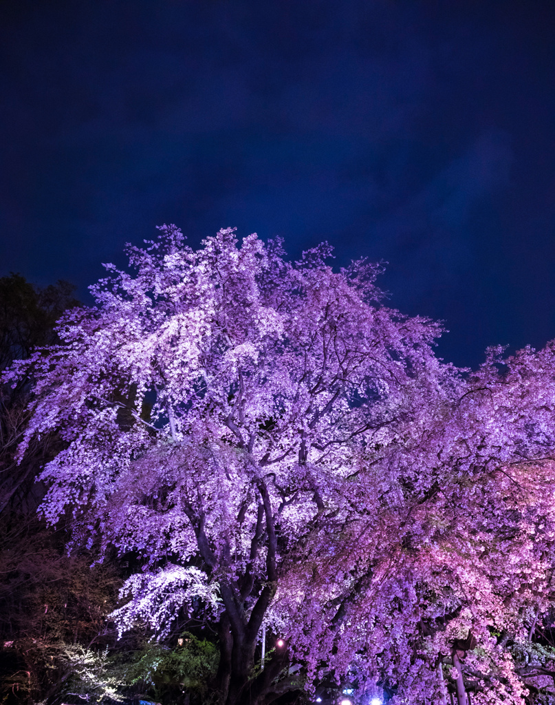 六義園 2014 春8